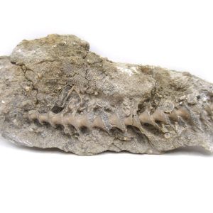 Archimedes Bryozoa - Mississippian Age from Illinois #102