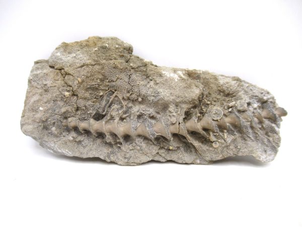 Archimedes Bryozoa - Mississippian Age from Illinois #102