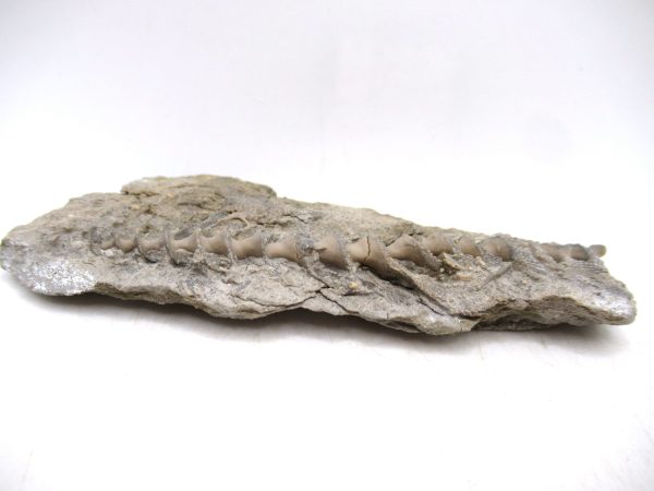 Archimedes Bryozoa - Mississippian Age from Illinois #102 - Image 2