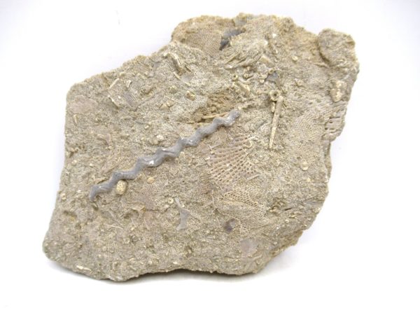 Archimedes Bryozoa - Mississippian Age from Illinois #103