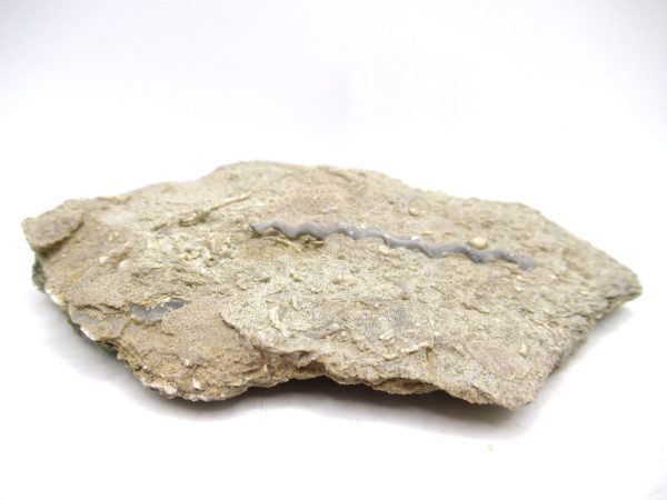 Archimedes Bryozoa - Mississippian Age from Illinois #103 - Image 2