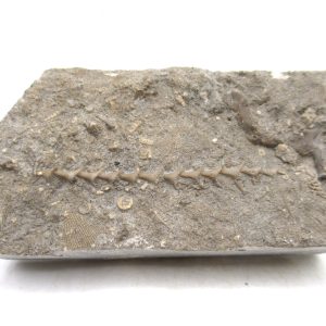 Archimedes Bryozoa - Mississippian Age from Illinois #104