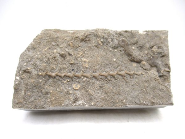 Archimedes Bryozoa - Mississippian Age from Illinois #104