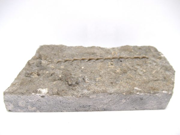 Archimedes Bryozoa - Mississippian Age from Illinois #104 - Image 2