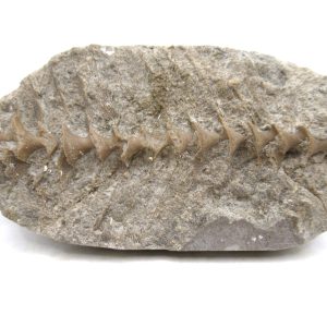 Archimedes Bryozoa - Mississippian Age from Illinois #105
