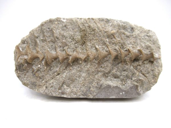 Archimedes Bryozoa - Mississippian Age from Illinois #105