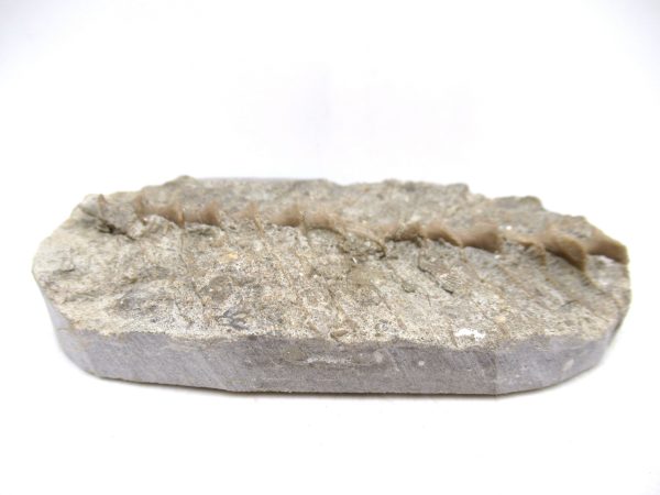Archimedes Bryozoa - Mississippian Age from Illinois #105 - Image 2