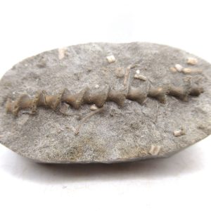 Archimedes Bryozoa - Mississippian Age from Illinois #106