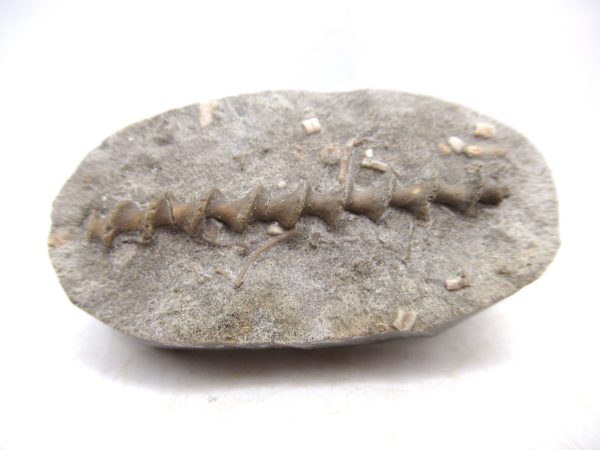 Archimedes Bryozoa - Mississippian Age from Illinois #106