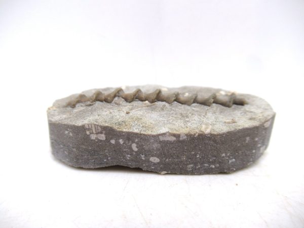 Archimedes Bryozoa - Mississippian Age from Illinois #106 - Image 2