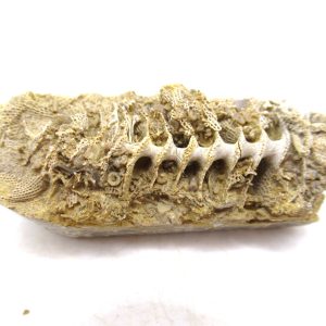 Archimedes Bryozoa - Mississippian Age from Illinois #107