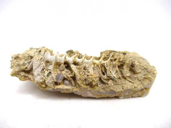 Archimedes Bryozoa - Mississippian Age from Illinois #107 - Image 2