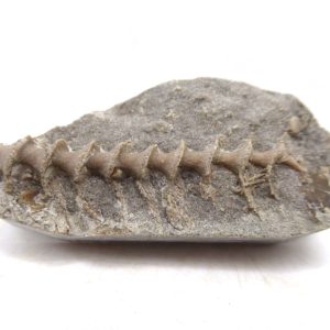 Archimedes Bryozoa - Mississippian Age from Illinois #108
