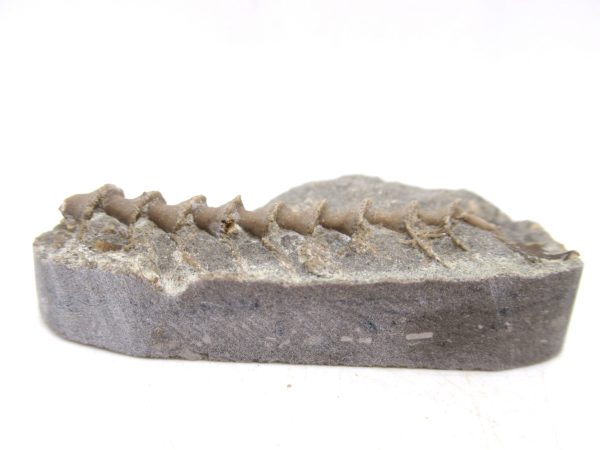 Archimedes Bryozoa - Mississippian Age from Illinois #108 - Image 2