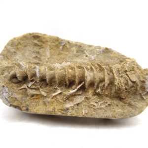 Archimedes Bryozoa - Mississippian Age from Illinois #109