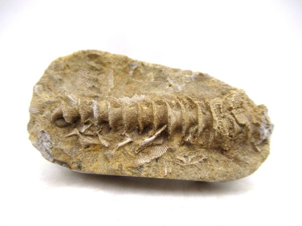 Archimedes Bryozoa - Mississippian Age from Illinois #109