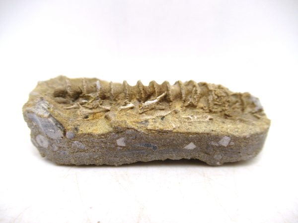 Archimedes Bryozoa - Mississippian Age from Illinois #109 - Image 2