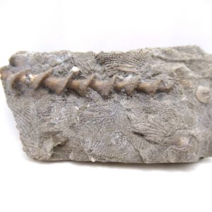 Archimedes Bryozoa - Mississippian Age from Illinois #110