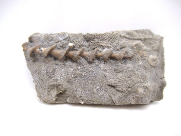 Archimedes Bryozoa - Mississippian Age from Illinois #110