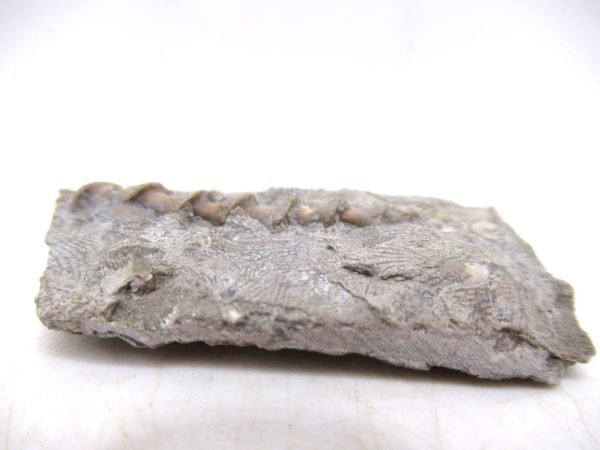 Archimedes Bryozoa - Mississippian Age from Illinois #110 - Image 2
