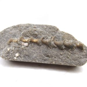 Archimedes Bryozoa - Mississippian Age from Illinois #111