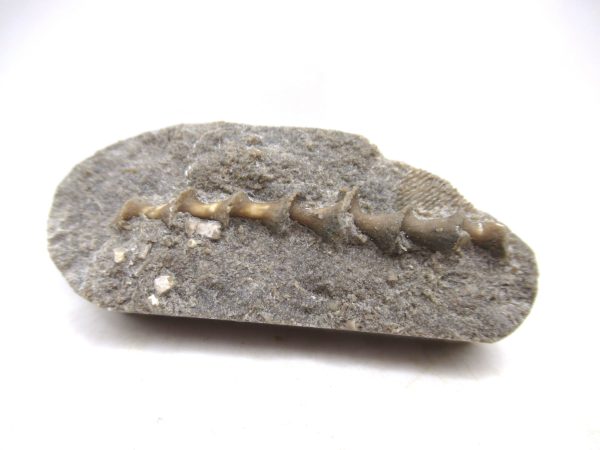Archimedes Bryozoa - Mississippian Age from Illinois #111