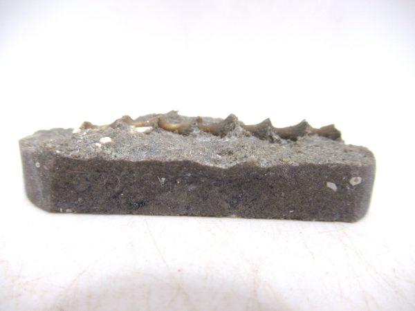 Archimedes Bryozoa - Mississippian Age from Illinois #111 - Image 2