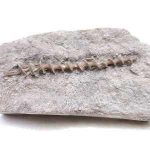 Archimedes Bryozoa - Mississippian Age from Illinois #112