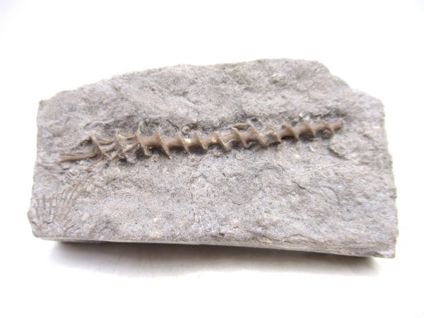 Archimedes Bryozoa - Mississippian Age from Illinois #112