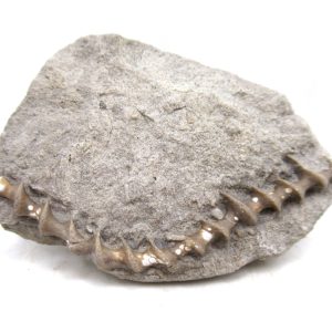 Archimedes Bryozoa - Mississippian Age from Illinois #113