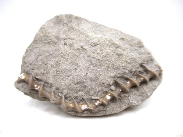Archimedes Bryozoa - Mississippian Age from Illinois #113