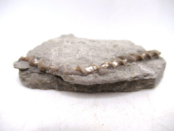 Archimedes Bryozoa - Mississippian Age from Illinois #113 - Image 2