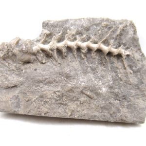 Archimedes Bryozoa - Mississippian Age from Illinois #114