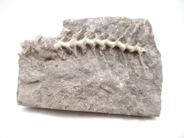 Archimedes Bryozoa - Mississippian Age from Illinois #114