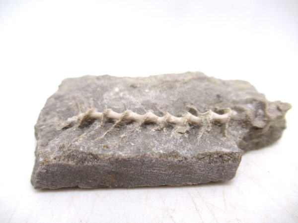Archimedes Bryozoa - Mississippian Age from Illinois #114 - Image 2