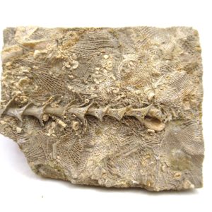Archimedes Bryozoa - Mississippian Age from Illinois #115