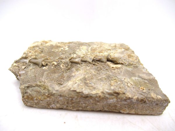 Archimedes Bryozoa - Mississippian Age from Illinois #115 - Image 2