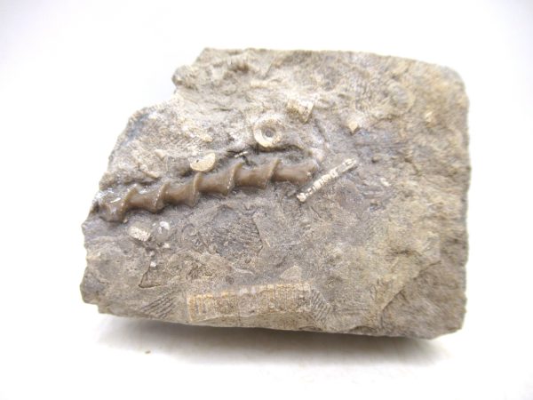 Archimedes Bryozoa - Mississippian Age from Illinois #116