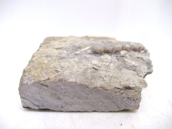 Archimedes Bryozoa - Mississippian Age from Illinois #116 - Image 2