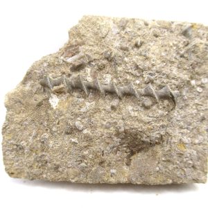 Archimedes Bryozoa - Mississippian Age from Illinois #117