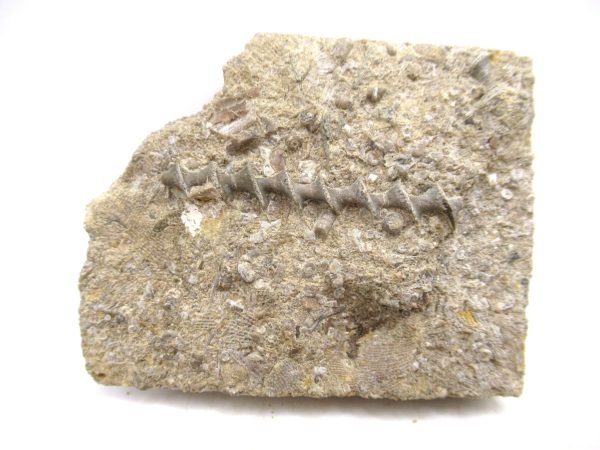 Archimedes Bryozoa - Mississippian Age from Illinois #117
