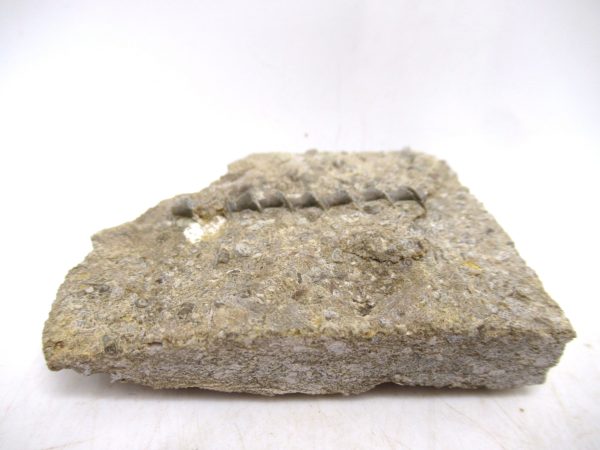 Archimedes Bryozoa - Mississippian Age from Illinois #117 - Image 2