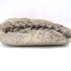 Archimedes Bryozoa - Mississippian Age from Illinois #118