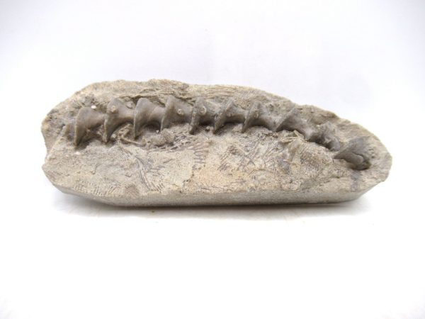 Archimedes Bryozoa - Mississippian Age from Illinois #118