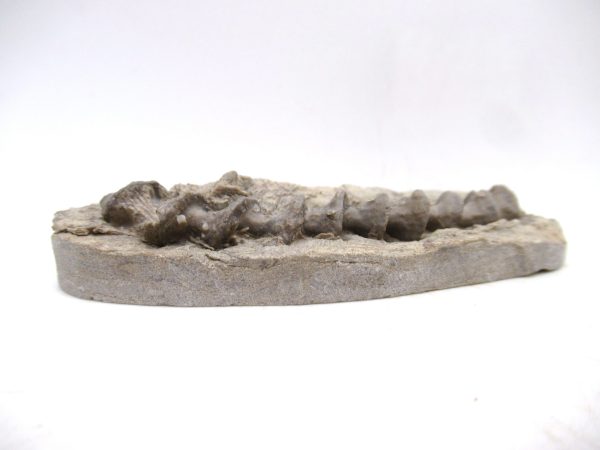 Archimedes Bryozoa - Mississippian Age from Illinois #118 - Image 2