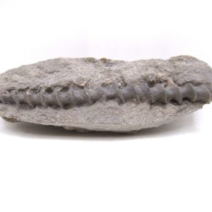 Archimedes Bryozoa - Mississippian Age from Illinois #119