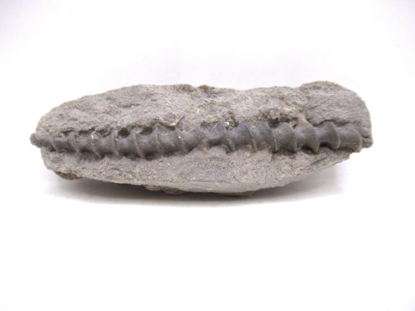 Archimedes Bryozoa - Mississippian Age from Illinois #119
