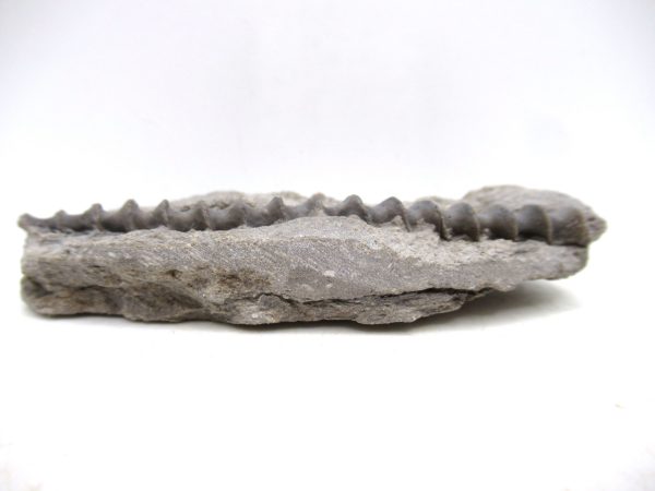 Archimedes Bryozoa - Mississippian Age from Illinois #119 - Image 2