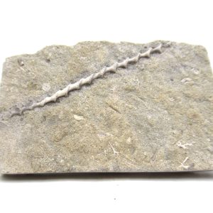Archimedes Bryozoa - Mississippian Age from Illinois #120