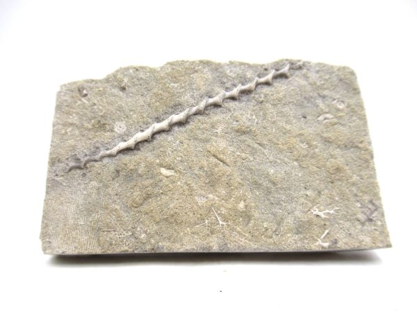 Archimedes Bryozoa - Mississippian Age from Illinois #120